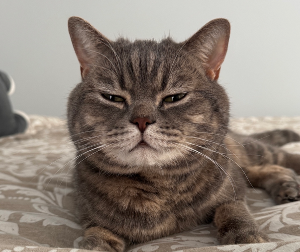 Photo of Dovey the cat